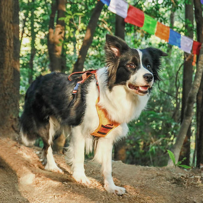 Harnais & Laisse rétractable 2 en 1 pour chien de moyenne et grande taille